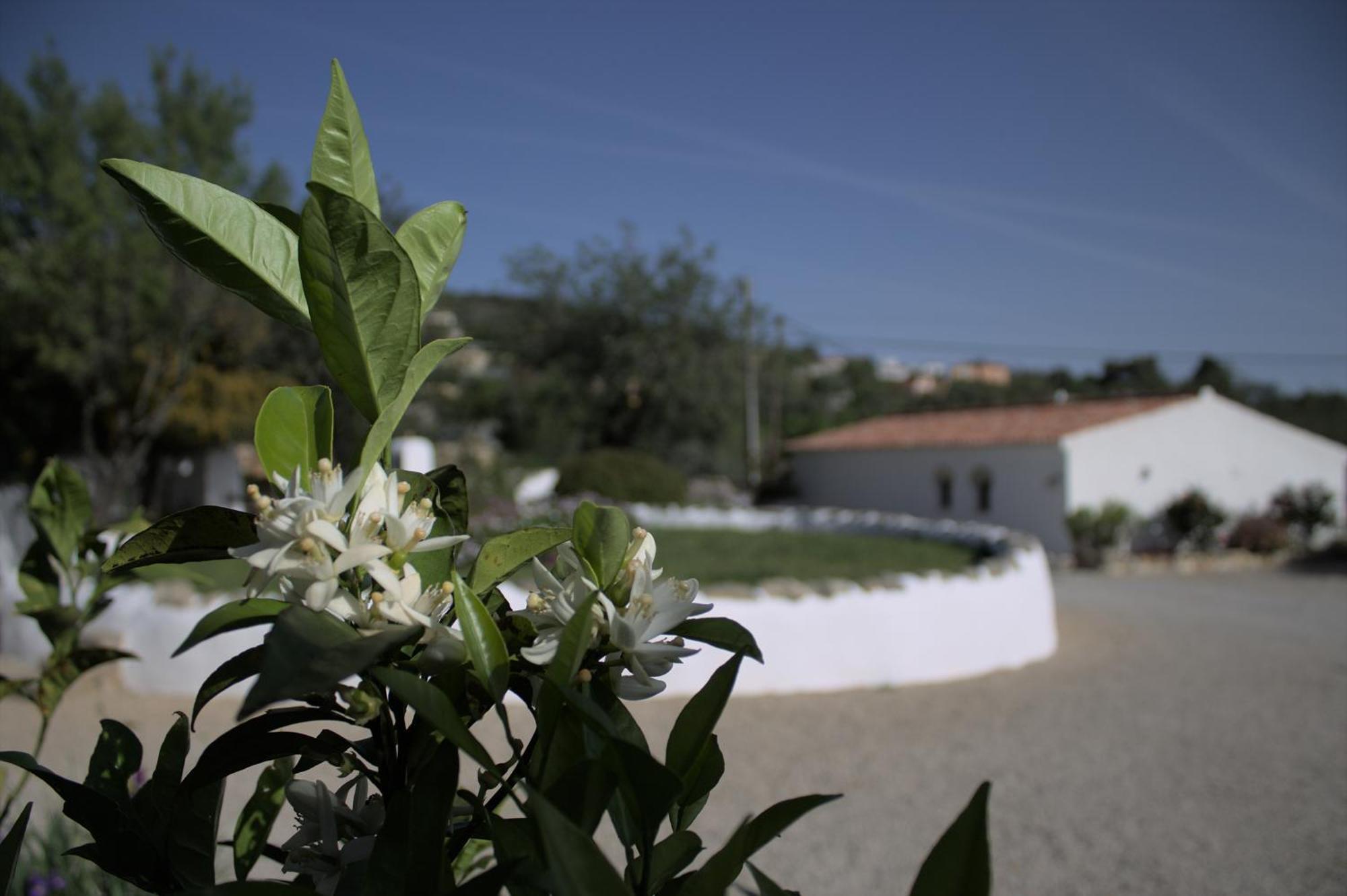 Cosy Farmhouse Quinta Da Eira 140 Years Old Loule Ngoại thất bức ảnh